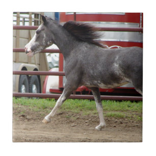 Carreau Mini cheval en classe de liberté