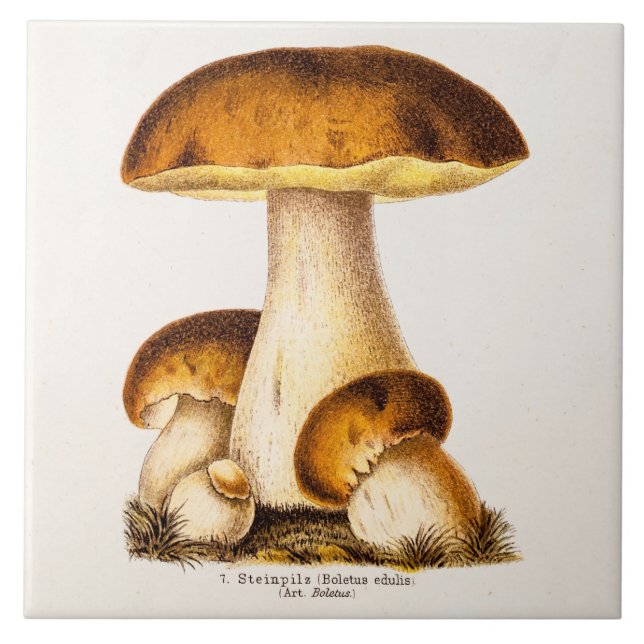 Carreau Modèle comestible de champignons de champignon (Devant)
