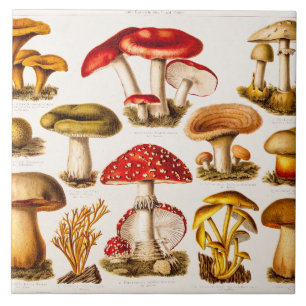 Carreau Modèle vintage de variété de champignon de 1800