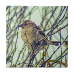 Carreau Moineau dans l'arbre
