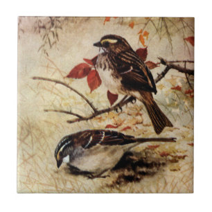 Carreau Moineaux et feuille Blanc-Throated d'automne