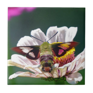 Carreau Mois des colibris