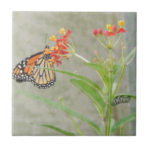 Carreau Monarch Butterfly et Caterpillar