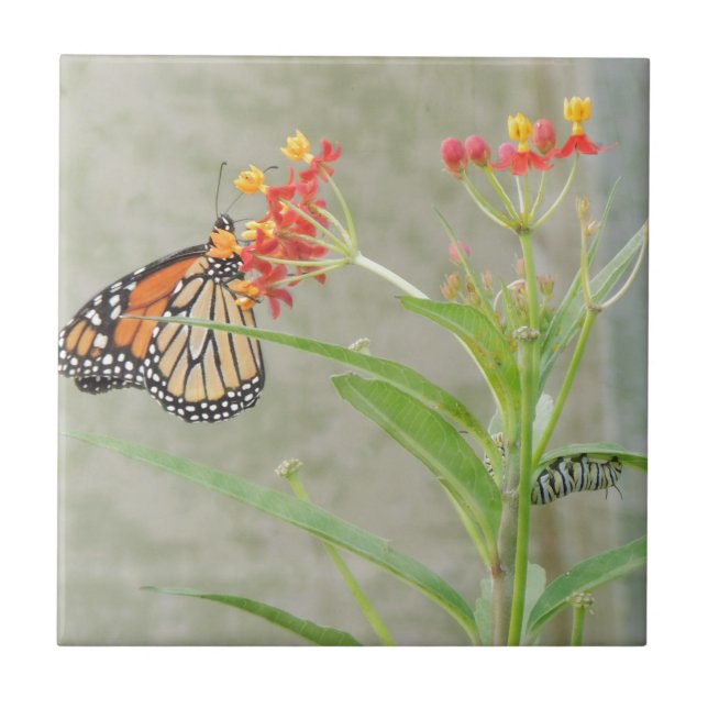 Carreau Monarch Butterfly et Caterpillar (Devant)