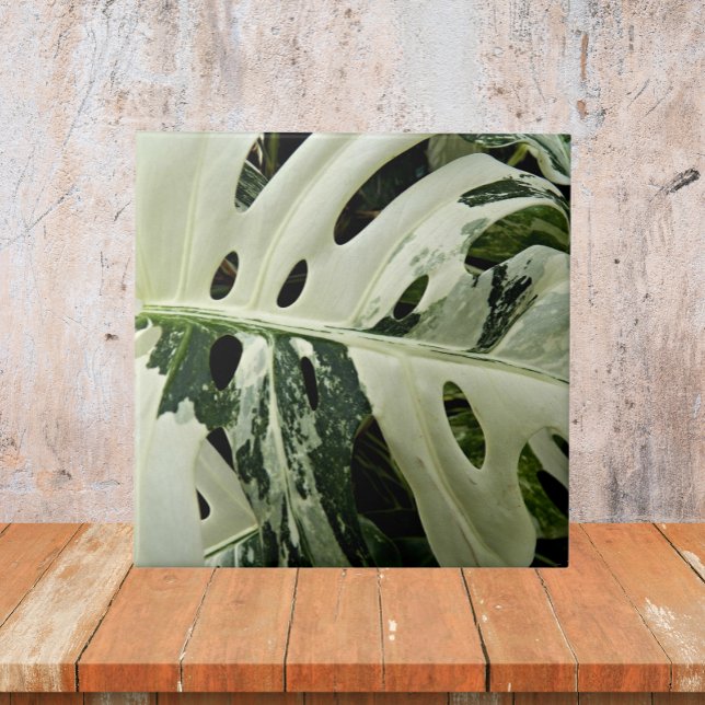 Carreau Monstera variée Plante Botanique (In Situ)
