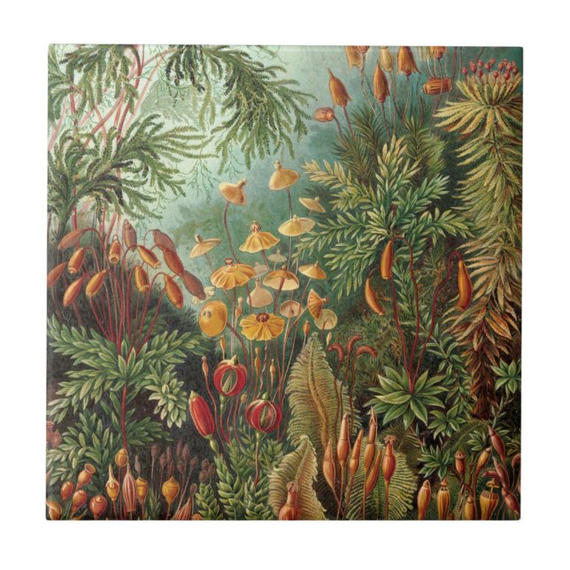 Carreau Moss (Muscinae) par Haeckel (Devant)