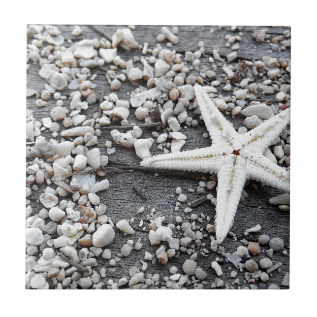 Carreau Motif Coastal Ocean Sea Shell (Devant)