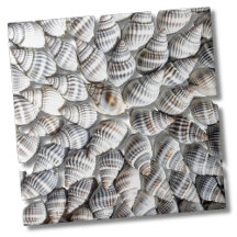 Motif Coastal Ocean Sea Shell