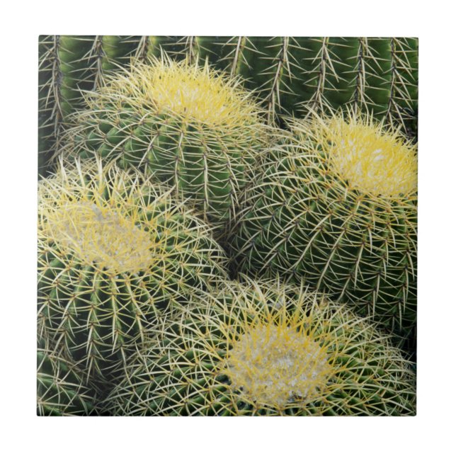 Carreau Motif de cactus (Devant)