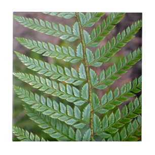 Carreau Motif de feuilles de fougères vertes