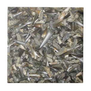 Carreau motif des dents de requin fossile