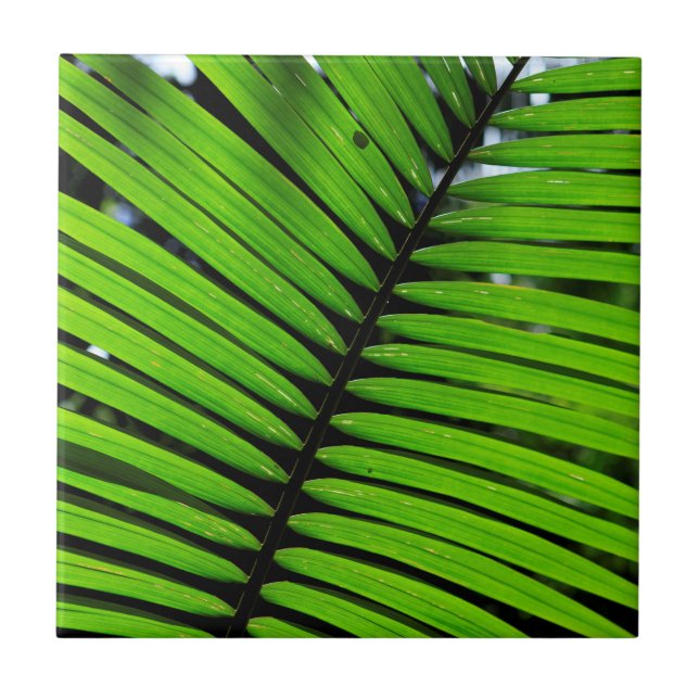 Carreau Motif Des Feuilles Fern (Devant)