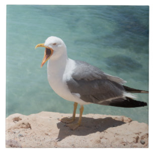 Carreau Mouette