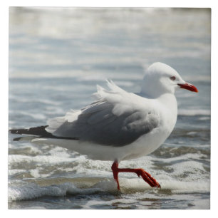 Carreau Mouette obtenant ses pieds humides