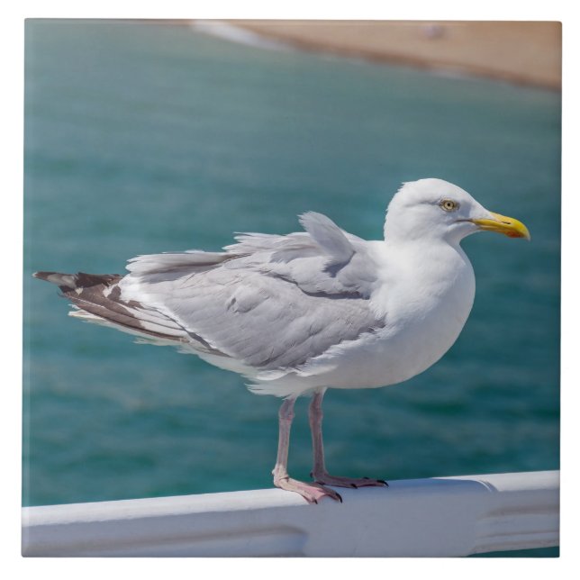 Carreau Mouette sur balustrade vue carrelage en céramique (Devant)