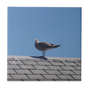 Carreau Mouette sur un toit d'ardoise