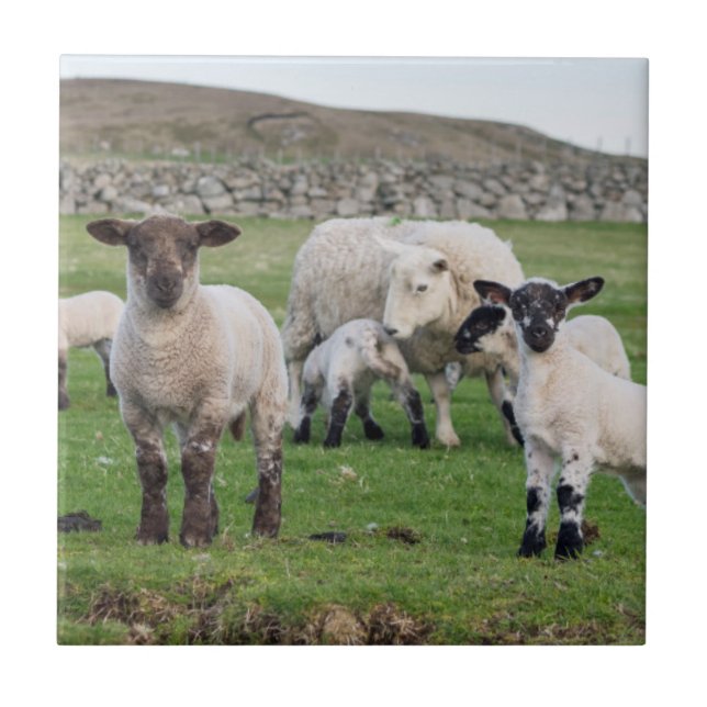 Carreau Mouton des Shetland (Devant)