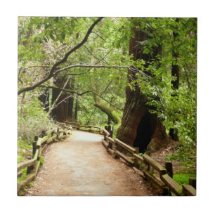 Carreau Muir Woods Path II Nature Photography