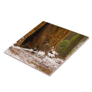 Carreau Mule Deer