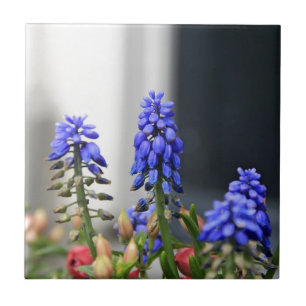 Carreau muscari à grappe