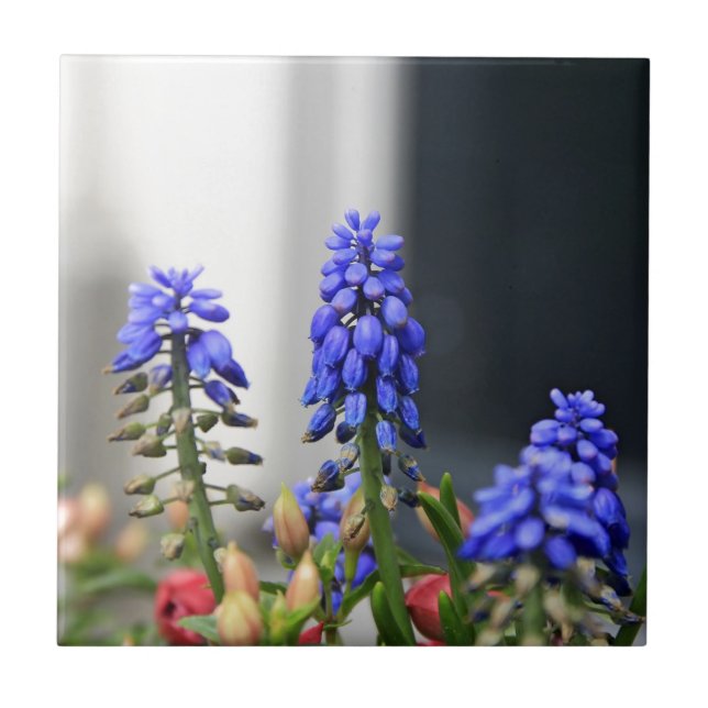 Carreau muscari à grappe (Devant)