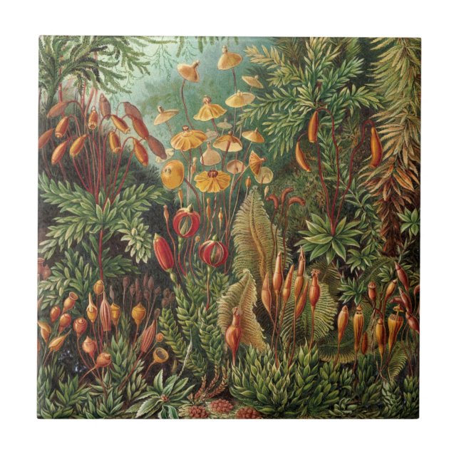 Carreau Muscinae vintage, Plantes de la mousse par Ernst H (Devant)