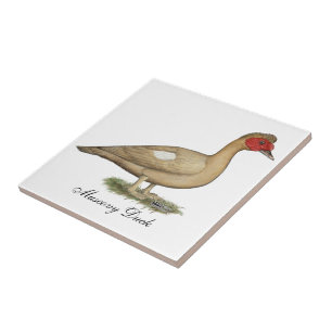 Carreau Muscovy light chocolate drake