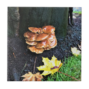 Carreau Mushrooms on a tree, Oregon