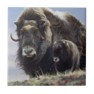Carreau Musk Ox with Calf