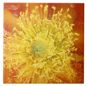 Carreau N.A., États-Unis, Arizona, Tucson, Sonora Desert 