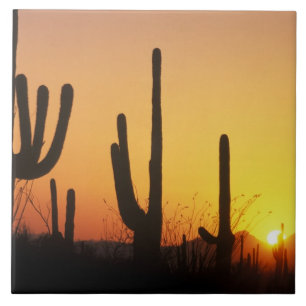 Carreau N.A., États-Unis, AZ, Saguaro NP, Saguaro Sunset