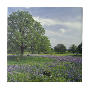 Carreau N.A, États-Unis, Texas, lac Buchanan, chênes et bl