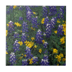 Carreau N.A., États-Unis, Texas, Marble Falls, Blue Bonnet