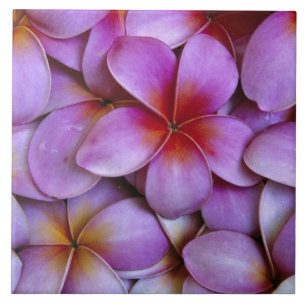Carreau N.A., USA, Maui, Hawaï. La Plumeria rose fleurit.
