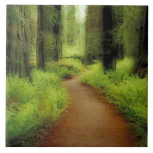 Carreau NA, États-Unis, Californie, Jedediah Smith Redwoo