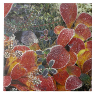 Carreau NA, USA, Alaska. Parc national de Denali. Bearberr