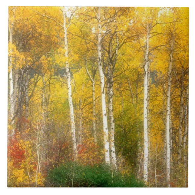 Carreau NA, USA, Washington, Fall Aspen Trees le long (Devant)