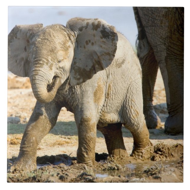 Carreau Namibie, Afrique : Baby African Elephant (Devant)