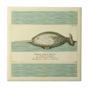 Carreau Narwhal Antique Baleine Aquarelle Art scientifique