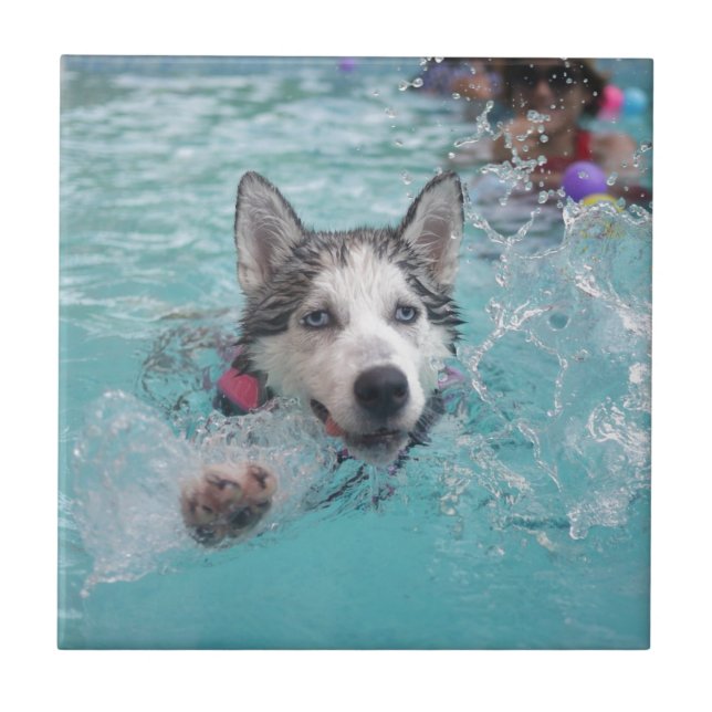 Carreau Natation mignonne de chien dans la piscine (Devant)