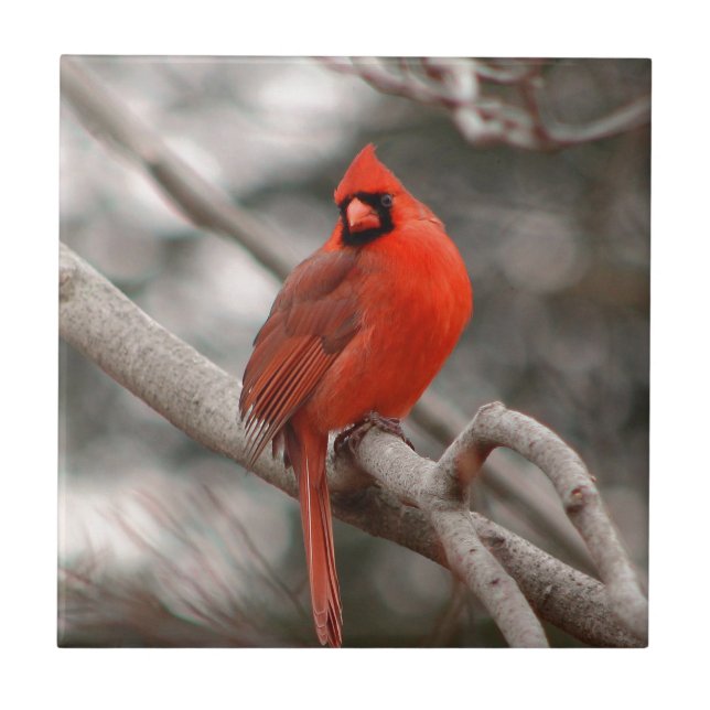 Carreau Nature (Devant)