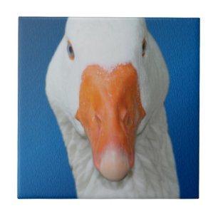 Carreau Nature mignonne de l'oie blanche