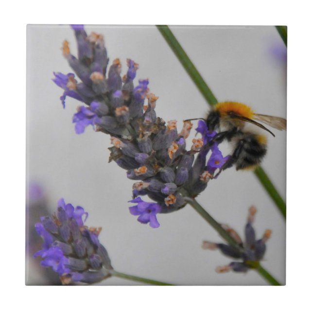 Carreau Natures de merveilleux travailleurs (Devant)