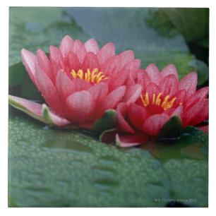 Carreau Nénuphar 2