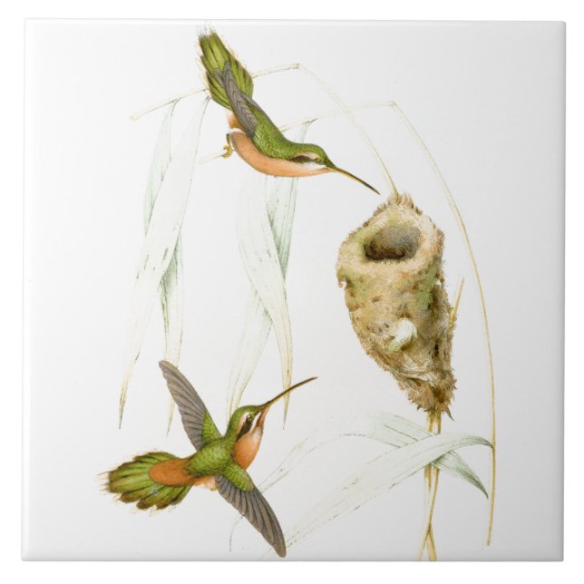 Carreau Nid d'animaux de faune d'oiseaux de colibri (Devant)