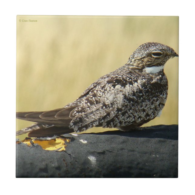 Carreau Nighthawk B29 (Devant)