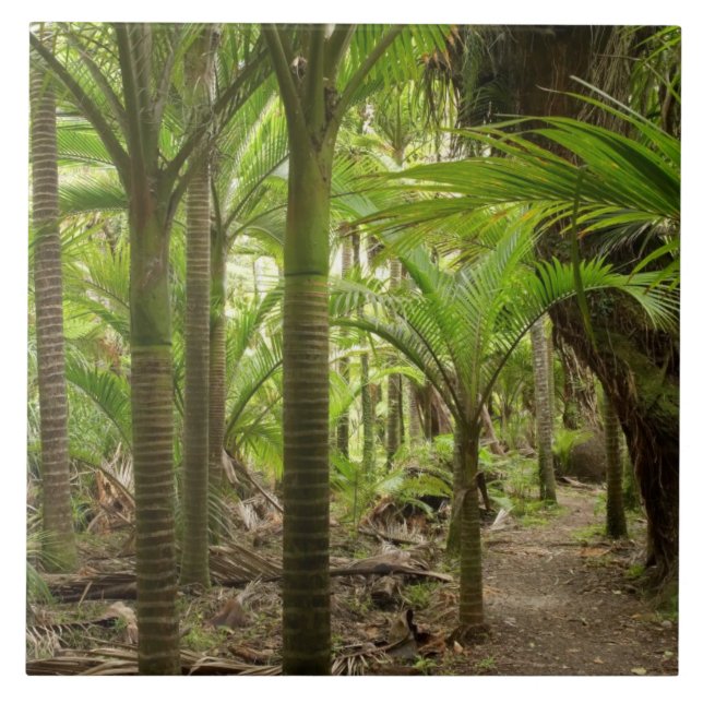 Carreau Nikau Palms, Heaphy Track, près de Karamea, (Devant)