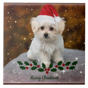 Carreau Noël des chiots maltais