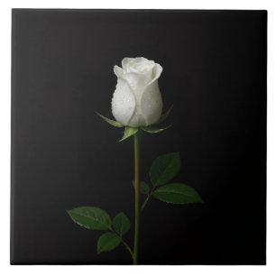 Carreau Noir 4 Luxe avec Rose Blanche Pure