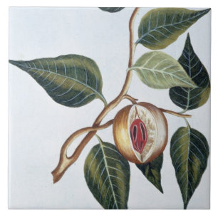 Carreau Noix de muscade, plat 7, de 'collection Precieuse